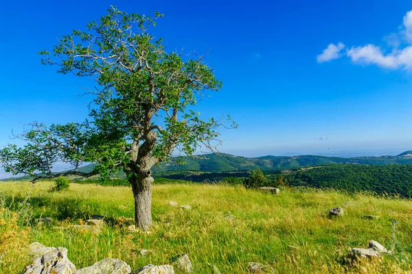 Vue Chêne Paysage Sur Mont Meron Haute Galilée Nord Israël — Photo