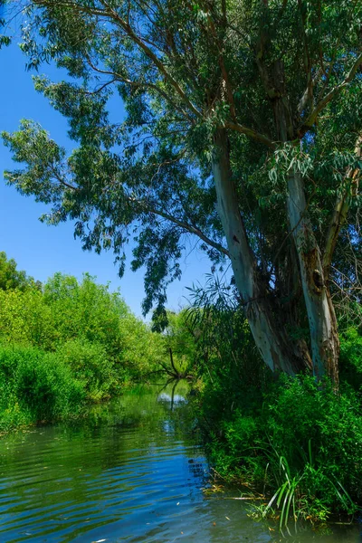 Вид Ручей Далиот Заповеднике Маджрасе Бетиха Долина Бетсаида Северный Израиль — стоковое фото