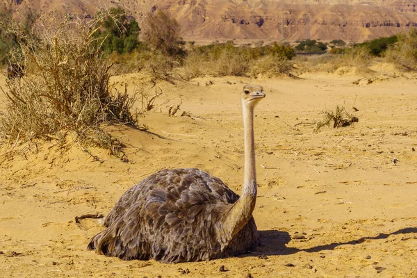 Ostrich Yotvata Hai Bar Nature Reserve Arava Desert Southern Israel — 图库照片