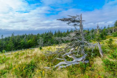 Cape Breton Highlands Ulusal Parkı 'ndaki ufuk çizgisi manzarası, Nova Scotia, Kanada
