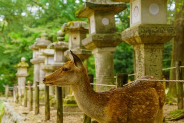 Japonya, Nara Park 'ta kutsal bir geyik manzarası