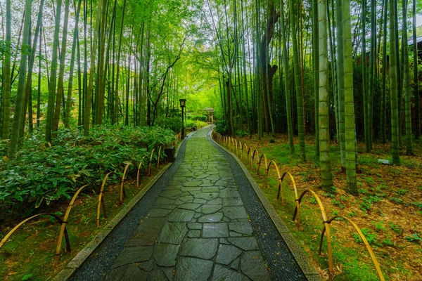 Vista Del Pequeño Bosque Bambú Shuzenji Península Izu Japón —  Fotos de Stock