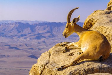 View of a Nubian Ibex on the cliffs of Makhtesh (crater) Ramon, the Negev Desert, Southern Israel clipart