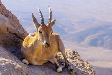 Makhtesh (krater) Ramon, Negev Çölü, Güney İsrail 'in tepelerindeki Nubian Ibex manzarası