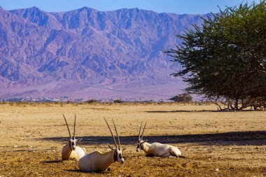 Arap antilop grubu, Yotvata Hai-Bar Doğa Koruma Alanı, Arava Çölü, Güney İsrail