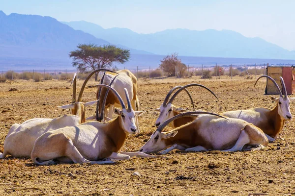 Grupo Oryx Con Cuernos Cimitarra Reserva Natural Yotvata Hai Bar — Foto de Stock