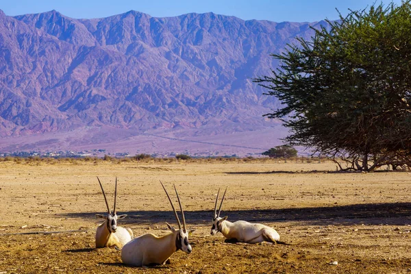 ヨトヴァタ ハイバー自然保護区 アラビア砂漠 イスラエル南部でのアラビア オリックスのグループ — ストック写真