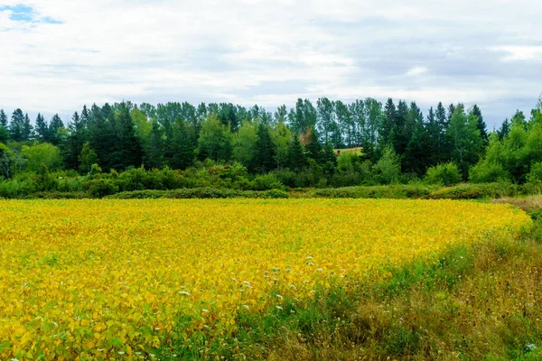 Pemandangan Pedesaan Dan Lapangan Kuning Dekat Bideford Prince Edward Island — Stok Foto