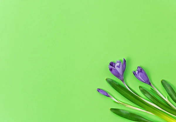 Krokusse Auf Grünem Hintergrund Frühjahrskonzept — Stockfoto