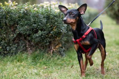 Minyatür Pinscher köpeği çalıların ve ağaçların arkasındaki yeşil çimlerin üzerinde..