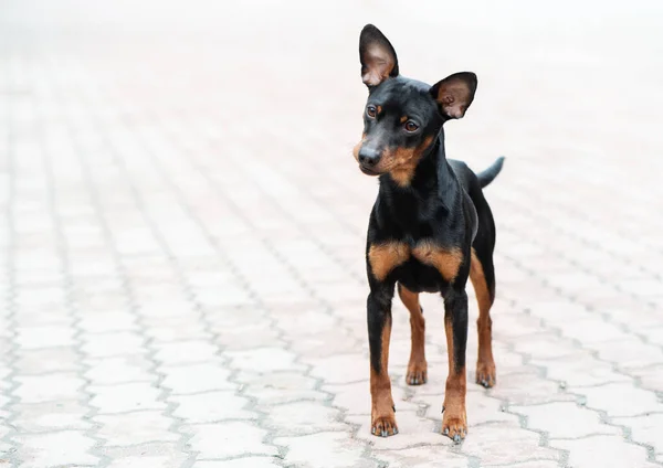 Minyatür Pincher Kaldırımda Köpek Gülümsüyor — Stok fotoğraf