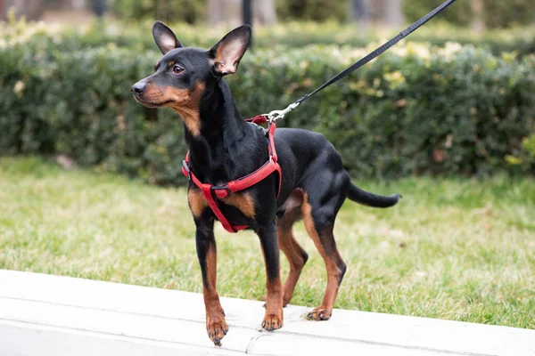 Miniatuur Pincher Dog Achtergrond Van Struiken Bomen — Stockfoto