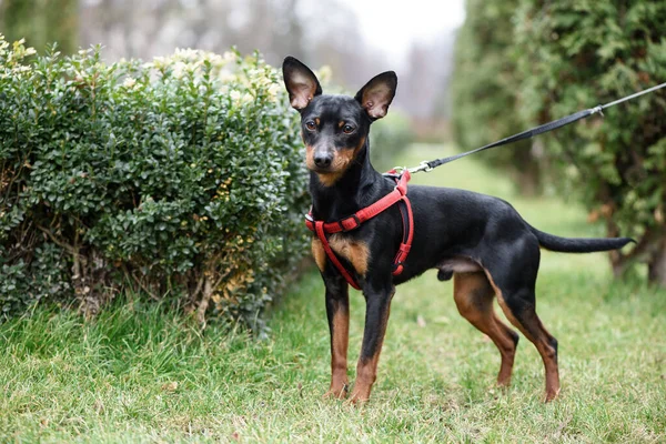 Miniatuur Pinscher Hond Het Groene Gras Achtergrond Van Struiken Bomen — Stockfoto