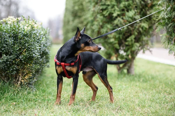 Miniaturowy Pies Pinscher Jest Zielonej Trawie Tle Krzewów Drzew — Zdjęcie stockowe