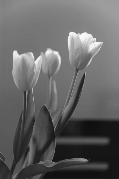 Três Tulipas Flores Preto Branco — Fotografia de Stock