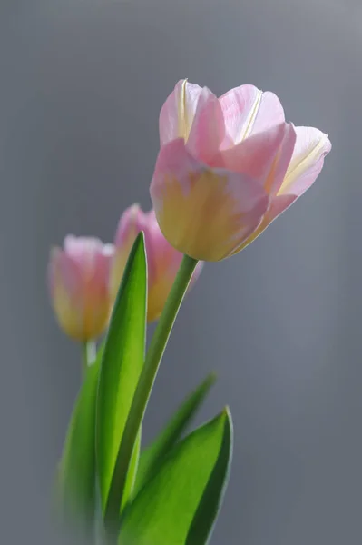 Tulipas Amarelas Rosa Fundo Cinza — Fotografia de Stock