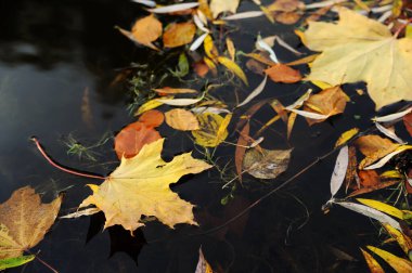 Kuru yapraklar suyun yüzeyindedir..