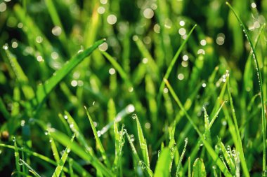 Çiğ taneli ot. Kapatın. Doğal arkaplan.