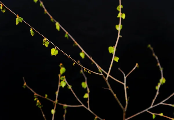深色背景下树枝上的小绿叶 — 图库照片