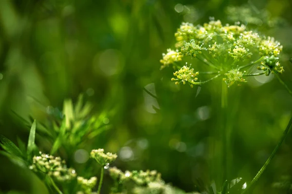 Meadow Kwiatostany Dzikiej Marchewki Miękkie Skupienie Naturalne Tło — Zdjęcie stockowe