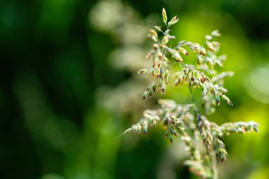 Yabani ot enfeksiyonları. Yumuşak odaklanma. Doğal arkaplan.