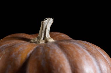 Siyah arka planda kuru, kısa gövdeli bir balkabağı. Yakın plan..
