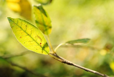 Gün ışığında yapraklar. Yeşil arka planda yaprakları olan bir dal.