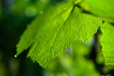 Üzüm yaprağına yağmur damlası. Kapatın. Doğal arkaplan.
