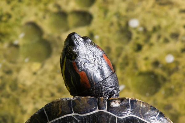 Close up of turtle head from the above moving forward.