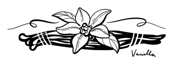Vetor de flor de baunilha preto no fundo branco — Vetor de Stock