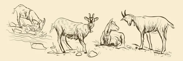 Desenho 4 cabras que pastam em um prado — Vetor de Stock