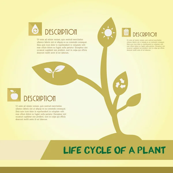 Lebenszyklus Einer Pflanze — Stockvektor