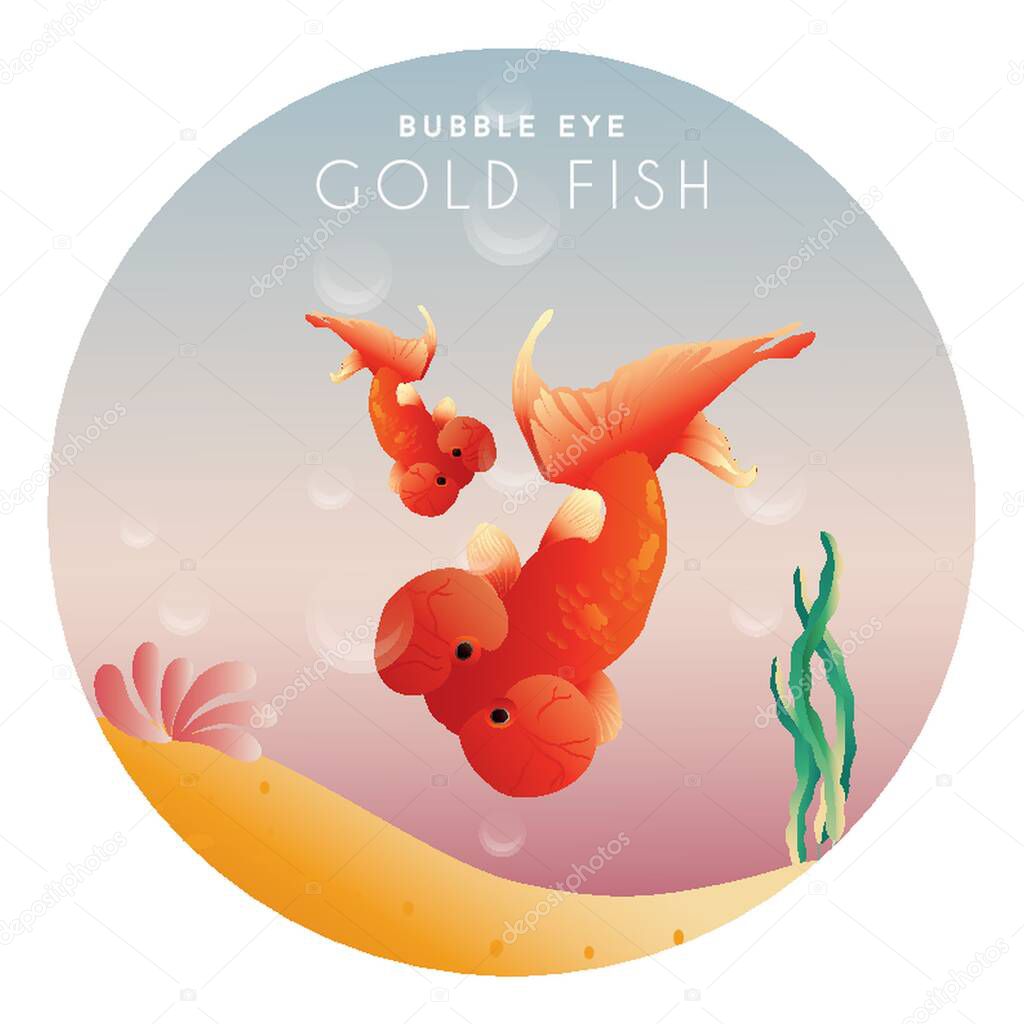 Bubble eye gold fish