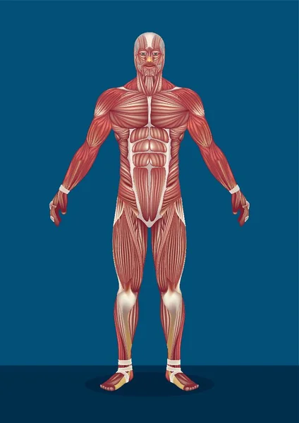 Músculos Masculinos Del Cuerpo Humano — Vector de stock