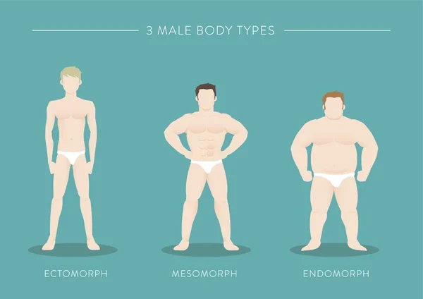 Three Male Body Types — Stock Vector