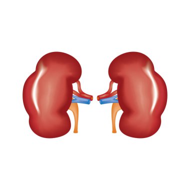 Böbrek vektörü, tasarım vektörü çizimi
