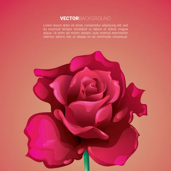 Illustration Vectorielle Fond Avec Une Rose — Image vectorielle