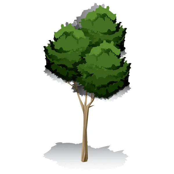 Ilustração Uma Árvore Sobre Fundo Branco —  Vetores de Stock