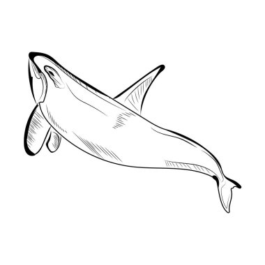 Beyaz arkaplanda izole edilmiş köpekbalığı vektörü çizimi