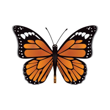 Kelebek, tasarım vektörü çizimi