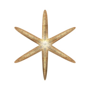 beyaz arkaplanda izole edilmiş denizyıldızı