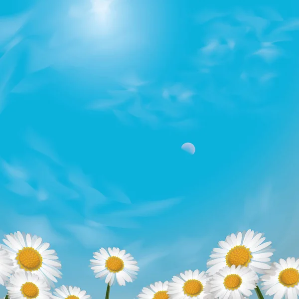 Beautiful Daisy Flowers Blue Sky Background — Stock Vector