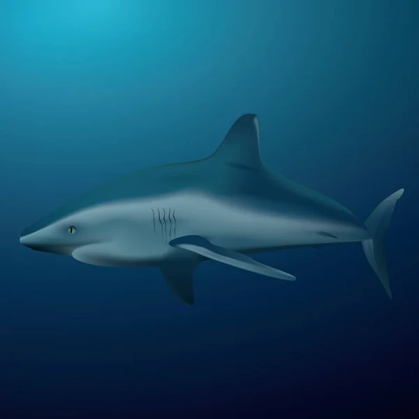 Une Illustration Requin Illustration Vectorielle Conception — Image vectorielle