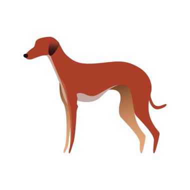 köpek beyaz arkaplanda izole edildi