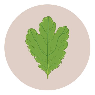 Düz çember içinde meşe yaprağı simgesi ağ için izole edilmiş vektör çizimi