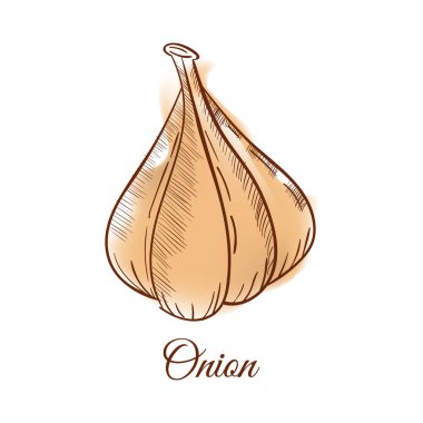 Beyaz arka planda izole edilmiş sarımsak çizimi.