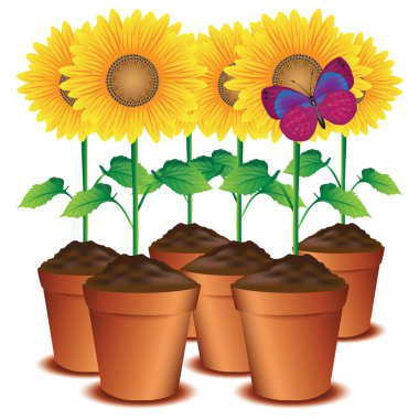 Kelebekli ayçiçeği saksıları