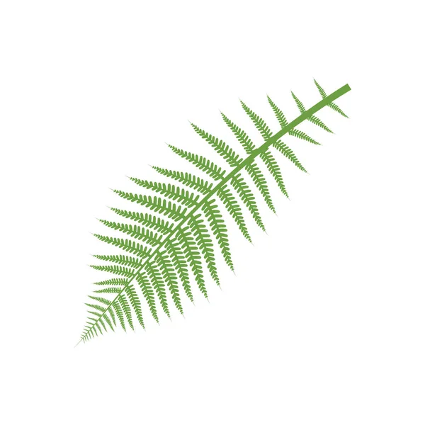 Зеленые Листья Белом Фоне — стоковый вектор