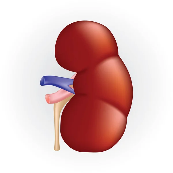 Kidney Flat Icon Vector Illustration — Stock Vector