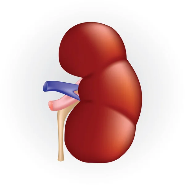 Ícone Plano Renal Ilustração Vetorial —  Vetores de Stock